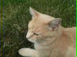 Free download SSTV photo of my cat free photo or picture to be edited with GIMP online image editor