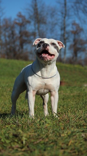 Free download staffordshire bull terrier free picture to be edited with GIMP free online image editor