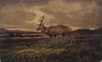 Free download Stag Walking (Cerf marchant) free photo or picture to be edited with GIMP online image editor