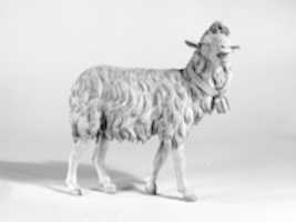 GIMPオンライン画像エディターで編集できる立っている羊の無料写真または画像を無料ダウンロード