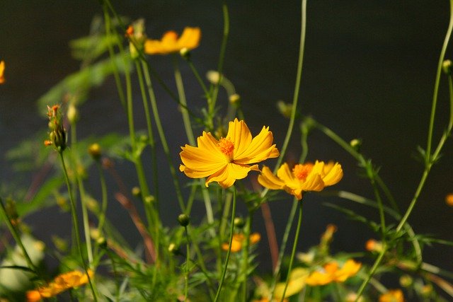 Descarga gratis starburst yellow cosmos cosmos imagen gratuita para editar con el editor de imágenes en línea gratuito GIMP