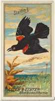 Free download Starling, from the Birds of America series (N4) for Allen & Ginter Cigarettes Brands free photo or picture to be edited with GIMP online image editor