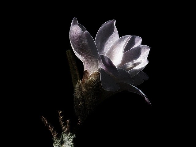Free download star magnolia flower magnolia free picture to be edited with GIMP free online image editor