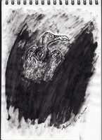 Free download Starving Vulture free photo or picture to be edited with GIMP online image editor