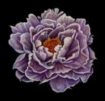 Free download Stas Korolov, Peony, Oil On Canvas 52x 54 Cm, 2017 free photo or picture to be edited with GIMP online image editor