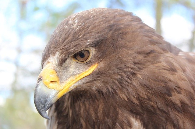 Free graphic steppe eagle animal bird to be edited by GIMP free image editor by OffiDocs