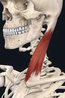 Free download sternocleidomastoid free photo or picture to be edited with GIMP online image editor