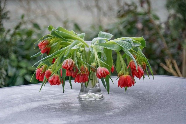 Free download still tulips life bunch of flowers free picture to be edited with GIMP free online image editor