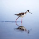 Stilt Bird Theme  screen for extension Chrome web store in OffiDocs Chromium