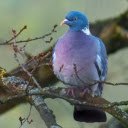 Stone blue pigeon  screen for extension Chrome web store in OffiDocs Chromium
