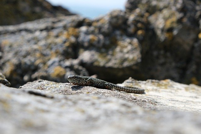 Free download stone lizard sun animal reptile free picture to be edited with GIMP free online image editor