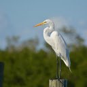 Stork  screen for extension Chrome web store in OffiDocs Chromium