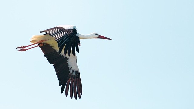 Free download stork bird animal flight spring free picture to be edited with GIMP free online image editor