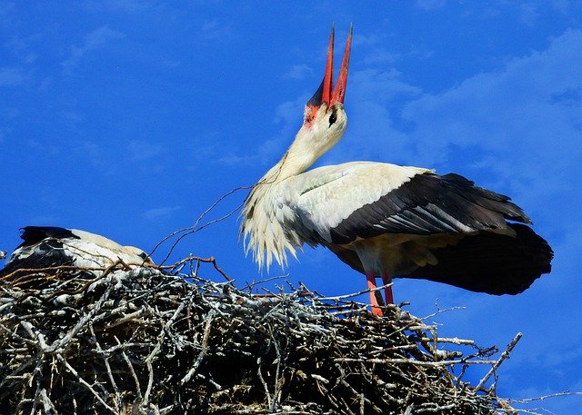 Free download stork bird nest sky free picture to be edited with GIMP free online image editor