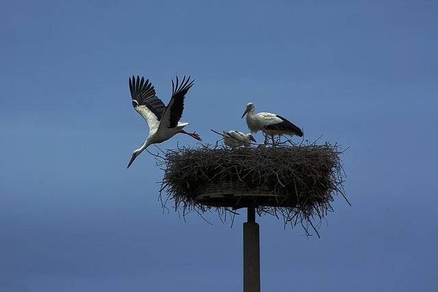 ดาวน์โหลดฟรี Stork Bird Wing - ภาพถ่ายหรือรูปภาพฟรีที่จะแก้ไขด้วยโปรแกรมแก้ไขรูปภาพออนไลน์ GIMP