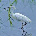 Stork by the lake wallpaper  screen for extension Chrome web store in OffiDocs Chromium