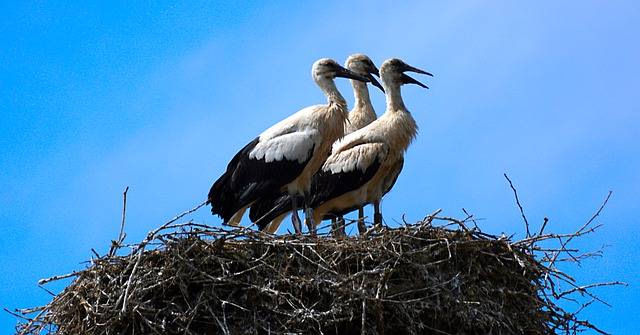 Libreng download storks birds nest white stork libreng larawan na ie-edit gamit ang GIMP free online image editor