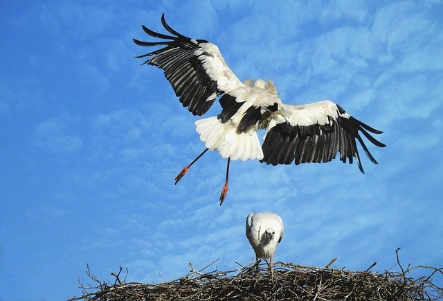Free download stork wading bird bird of prey free picture to be edited with GIMP free online image editor