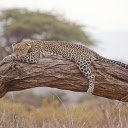 Storm sleeps on a branch  screen for extension Chrome web store in OffiDocs Chromium