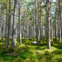 Straight pine trees  screen for extension Chrome web store in OffiDocs Chromium