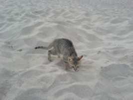 Free download Strandkatze Koroni free photo or picture to be edited with GIMP online image editor