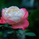 Strangely beautiful roses  screen for extension Chrome web store in OffiDocs Chromium