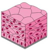 Muat turun percuma foto atau gambar percuma Stratified Squamous Epithelium untuk diedit dengan editor imej dalam talian GIMP