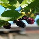 strawberry branch wallpaper with fruit  screen for extension Chrome web store in OffiDocs Chromium