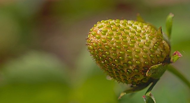 Kostenloser Download Erdbeerfrucht grünes unreifes kostenloses Bild, das mit dem kostenlosen Online-Bildeditor GIMP bearbeitet werden kann