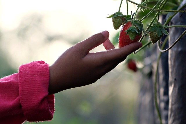 Free download strawberry hand fruit kid hand free picture to be edited with GIMP free online image editor