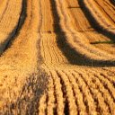 Straw field  screen for extension Chrome web store in OffiDocs Chromium