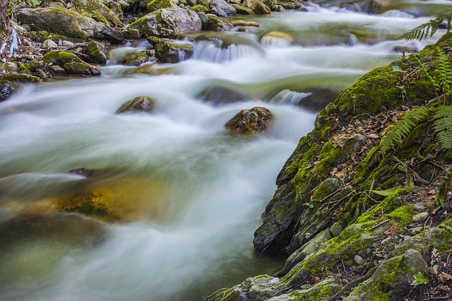 Kostenloser Download Stream Forest That DD River Green Kostenloses Bild, das mit dem kostenlosen Online-Bildeditor GIMP bearbeitet werden kann