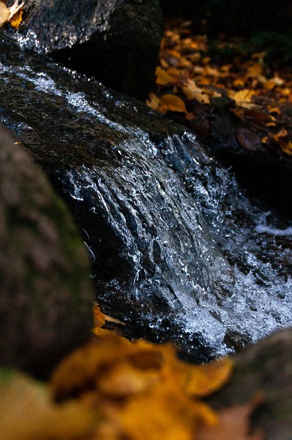 Free download stream river brook foliage leaves free picture to be edited with GIMP free online image editor
