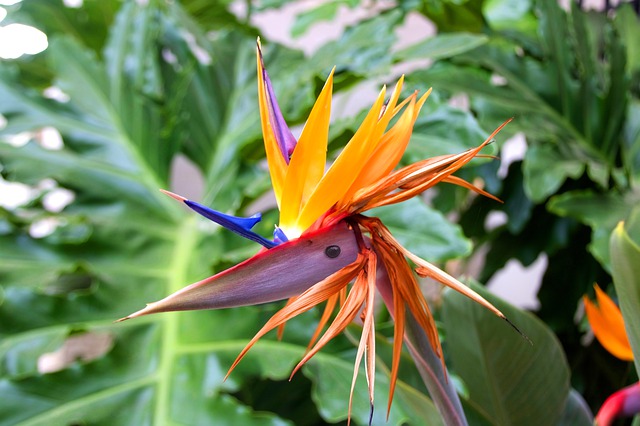 Kostenloser Download von Strelitzia fleur du paradis fleur Kostenloses Bild, das mit dem kostenlosen Online-Bildeditor GIMP bearbeitet werden kann