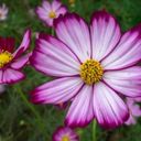 Striking Bicolor Cosmos Blooms  screen for extension Chrome web store in OffiDocs Chromium