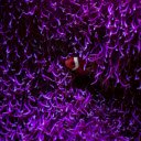 Stripe clownfish swimming among corals  screen for extension Chrome web store in OffiDocs Chromium