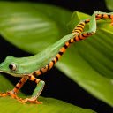 Striped bellied green frog  screen for extension Chrome web store in OffiDocs Chromium
