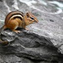 Striped squirrel on rock  screen for extension Chrome web store in OffiDocs Chromium