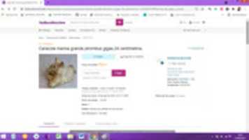 Free download strombus-gigas free photo or picture to be edited with GIMP online image editor