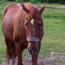 Strong Horse  screen for extension Chrome web store in OffiDocs Chromium