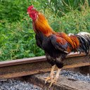 Strong rooster  screen for extension Chrome web store in OffiDocs Chromium