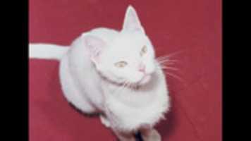 Free download Stuart little 1968 free photo or picture to be edited with GIMP online image editor