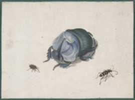 Free download Studies of a Blue Beetle and Insects free photo or picture to be edited with GIMP online image editor