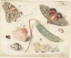 Free download Studies of Fruits, Insects and Shells free photo or picture to be edited with GIMP online image editor
