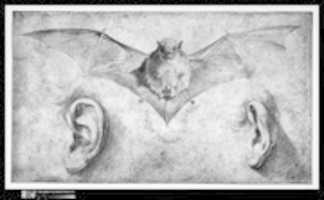 Free download Studies of Two Ears and of a Bat. Below, the motto: FULGET SEMPER VIRTUS free photo or picture to be edited with GIMP online image editor