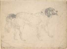 Free download Study of a Dog Facing Right free photo or picture to be edited with GIMP online image editor