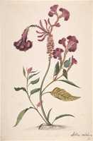 Unduh gratis Study of a Hanekam (Celosia argentea) foto atau gambar gratis untuk diedit dengan editor gambar online GIMP