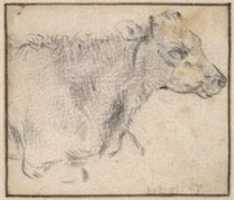 Free download Study of a lying cow free photo or picture to be edited with GIMP online image editor