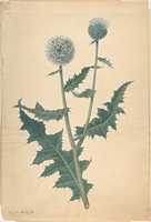 Tải xuống miễn phí Study of a Thistle Ảnh hoặc ảnh miễn phí được chỉnh sửa bằng trình chỉnh sửa ảnh trực tuyến GIMP