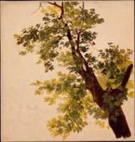 무료 다운로드 나무 가지 연구 무료 사진 또는 김프 온라인 이미지 편집기로 편집할 그림